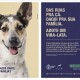 Morumbi Shopping promove Evento de Adoção de cachorros