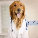 Assistência veterinária, um cuidado especial muito importante para seu pet
