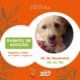Sábado solidário: doação de roupas e alimentos e adoção de cães no Shopping Curitiba