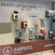 Shopping Pátio Paulista recebe o projeto “Adote um Gatinho” em parceria com Ampara Animal