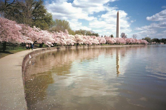 Washington+Monument+with+cherry+blossoms