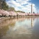 Festival Nacional das Cerejeiras acontece na Região da Capital dos EUA