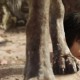 Shere Khan surge em novo vídeo de “Mogli – O Menino Lobo”, da Disney