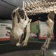 Direto da Toca: Fomos à Mega Exposição “Dinossauros – Patagotitan, O Maior do Mundo”