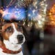 Fogos de artifício: veterinário do CEUB dá dicas para proteger Pets durante o Réveillon