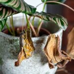 Erros podem matar suas plantas no inverno; saiba o que fazer