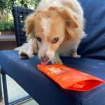 São Paulo recebe gincana pet com cães influenciadores