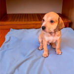 Canopy by Hilton São Paulo Jardins celebra o Dia Mundial do Cachorro com a 14ª edição do AUmastê