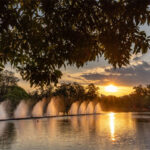 Última semana de agosto celebra cultura, lazer e bem-estar nos parques Ibirapuera e Horto Florestal