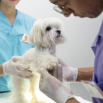 Zoonoses exigem atenção das famílias multiespécies e dos profissionais de saúde