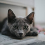 Imunização felina: vacinação contra FeLV deve ser prioridade no Brasil