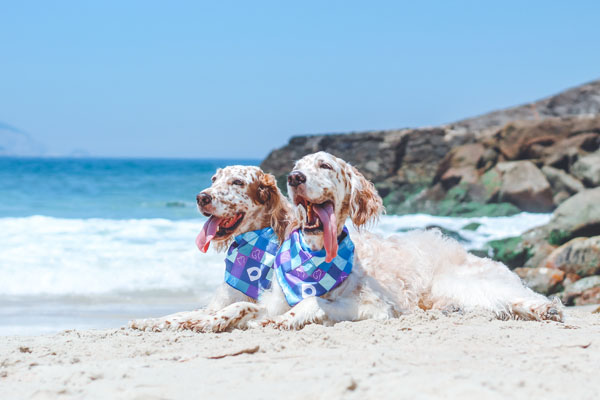 Quando o descanso vira estresse: se não planejadas, as férias podem ser um risco para cães e gatos