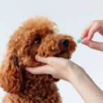 Quando a falsificação de medicamentos invade o lar: o cenário de risco para os pets