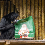 Zoo São Paulo e Simba Safari presenteiam os animais neste Natal