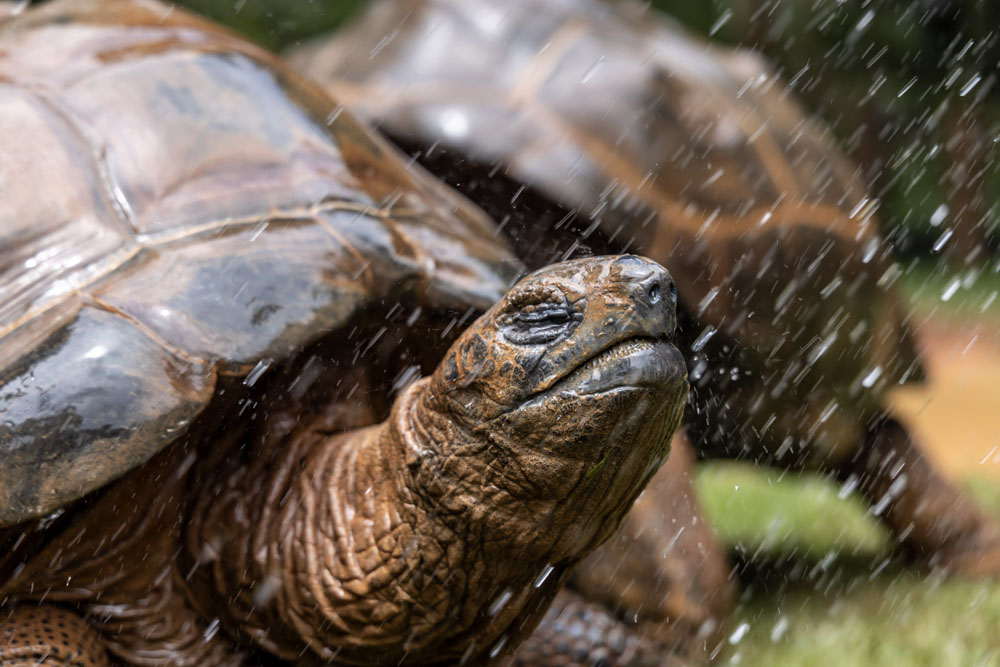 Choveu? Ganhou: Zoológico, Jardim Botânico e Simba Safari oferecem ingresso de retorno em dias de chuva