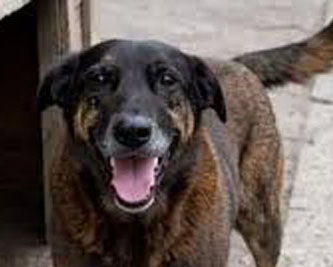 Nenhum cão é só um cão: O caso do Orelha não expõe um crime isolado