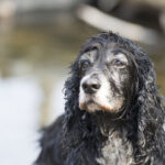 Envelhecimento dos pets exige atenção redobrada para doenças silenciosas