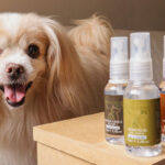 Empresa paranaense fortalece experiência pet friendly na rede hoteleira