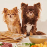 Alimentação natural avança com ingredientes voltados ao equilíbrio intestinal de cães