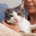 Doença renal em pets avança de forma silenciosa e exige atenção dos tutores