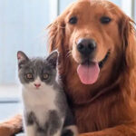 Março Amarelo: Elanco promove 12ª edição da campanha de conscientização sobre Doença Renal Crônica em cães e gatos