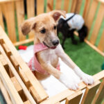 Shopping Grande Rio promove mais um evento de adoção de cães e gatos
