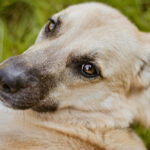 Cinco lições valiosas para aprender com o vira-lata caramelo