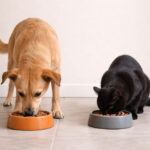 Nutrição adequada: pilares da medicina veterinária preventiva