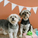 O que você precisa saber antes de colocar seu pet na creche