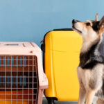 Especialista explica sobre alterações na lei de transporte aéreo de animais na Itália