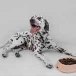 Alimentação inadequada aumenta casos de problemas de saúde nos pets