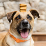 Oito em cada dez pets adotados no Brasil vêm de resgates de rua ou redes informais, aponta pesquisa