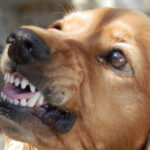 Seu pet ainda pode pegar raiva?
