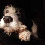 Seu pet fica entediado em casa? Descubra a importância do enriquecimento ambiental