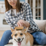 Queda de pelos nos pets: quando é natural e quando merece atenção?