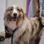 Evento no Butantã Shopping destaca o papel dos cães de serviço na inclusão