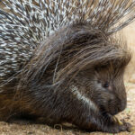 Zoo de São Paulo recebe porco-espinho africano inédito no Brasil
