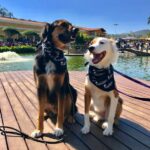 Alerta de fofura em São Roque: Um domingo bom pra cachorro vem aí!
