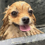Banho semanal em pets pode comprometer a saúde da pele