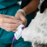 Seu pet pode salvar vidas: Faculdade promove doação de sangue para cães e gatos no ABC