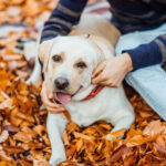 Outono e pets: por que o comportamento e o apetite dos animais mudam com a queda de temperatura?