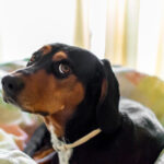 Pets também sentem tédio?