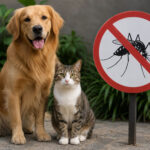 A Palavra da Vet #3: Dengue: Cães e gatos não pegam a doença, mas o mosquito esconde outro perigo
