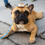Como incluir cães na festa junina com segurança?